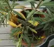 Quels sont les effets du laurier rose sur les feuilles jaunes