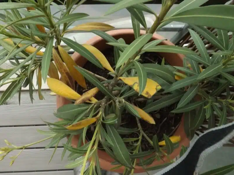 Quels sont les effets du laurier rose sur les feuilles jaunes