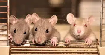 Combien de temps faut-il pour éradiquer une infestation de rats à Bordeaux ?