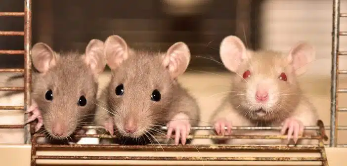 Combien de temps faut-il pour éradiquer une infestation de rats à Bordeaux ?