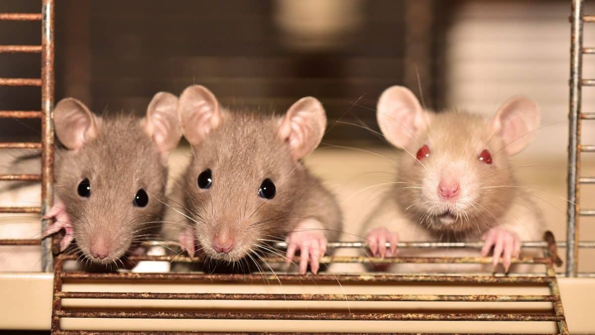 Combien de temps faut-il pour éradiquer une infestation de rats à Bordeaux ?