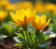 Jardin avec fleurs de courgette en plein soleil matin